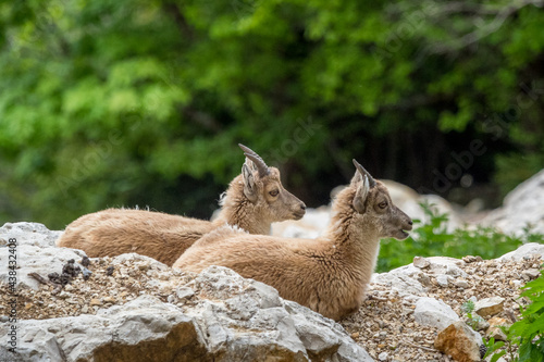 young alpin ibex in mountain © serge
