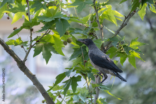 crow among tree branches and leaves, raven - bird, plane tree 