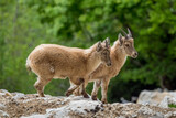 young alpin ibex in mountain