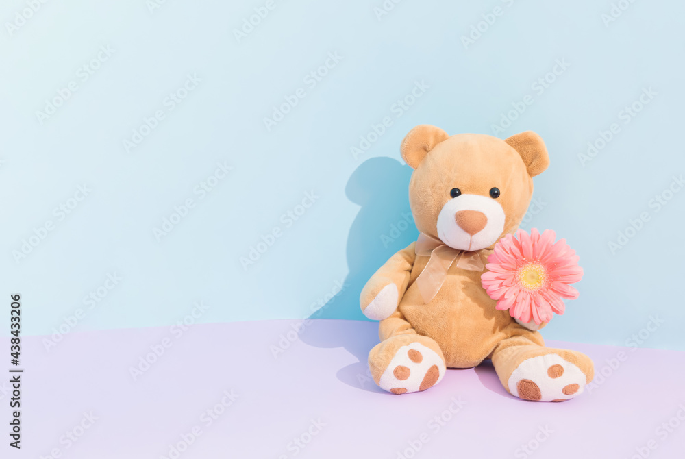 A newborn baby boy concept. Cute teddy bear sitting and hold beautiful blooming pink gerbera flower. Pastel purple and pastel blue background.