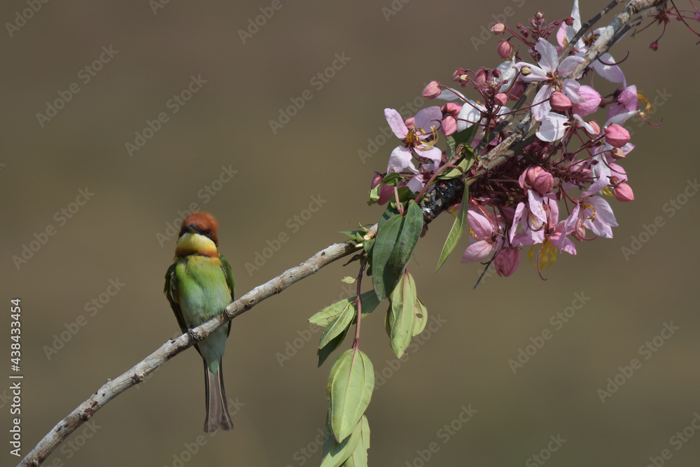 Chestnut-headed Bee-eater Head to back, orange, black eye band, neck and chest, bright yellow chest with small black and orange stripes, green body. Sticking to the branches. Chestnut-headed Bee-eater Head to back, orange, black eye band, neck and chest, bright yellow chest with small black and orange stripes, green body. Sticking to the branches.