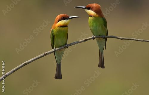 Chestnut-headed Bee-eater Head to back, orange, black eye band, neck and chest, bright yellow chest with small black and orange stripes, green body. Sticking to the branches.