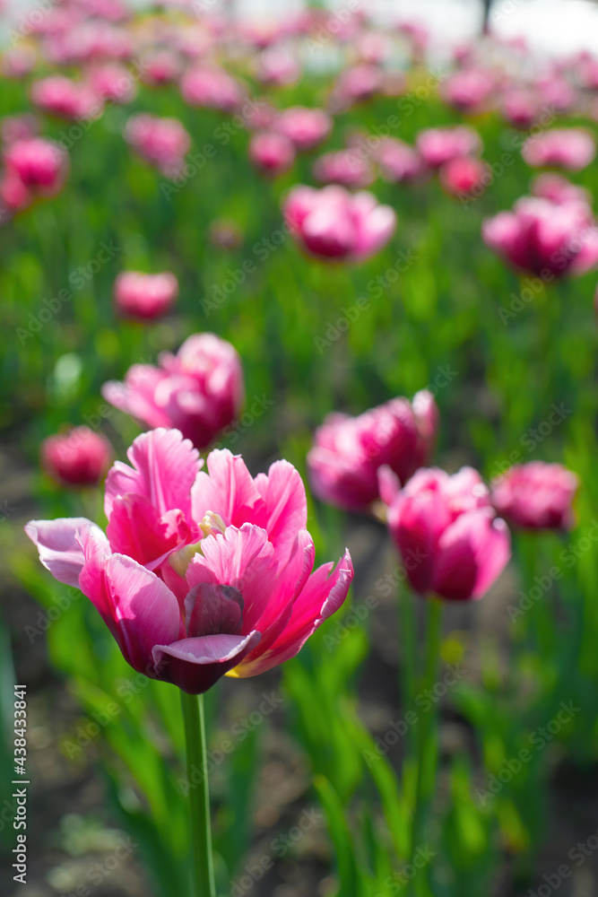 Field pink flower tulip close up on a blurred background Field pink flower tulip close up on a blurred background