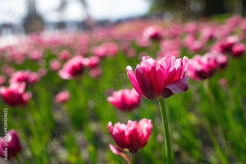 Field pink flower tulip close up on a blurred background
