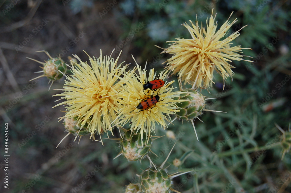 bee on a flower bee on a flower