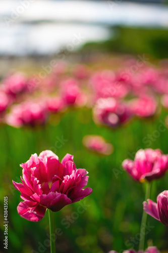 Fototapeta Naklejka Na Ścianę i Meble -  Field pink flower tulip close up on a blurred background