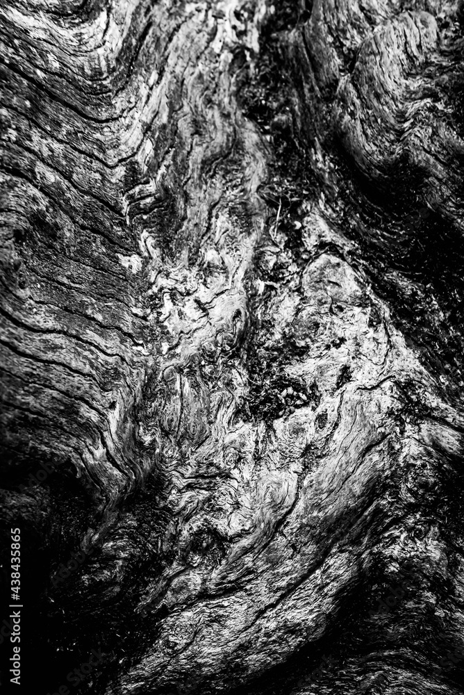 Black and white dead trees