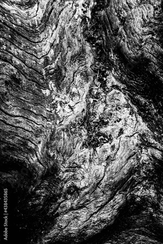 Obraz na płótnie Black and white dead trees w salonie