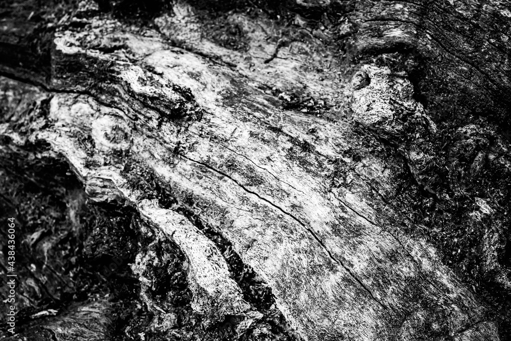 Black and white dead trees