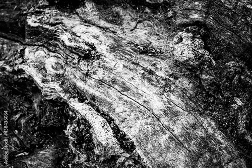 Obraz na płótnie Black and white dead trees w salonie