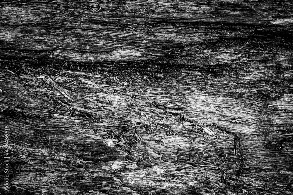 Black and white dead trees