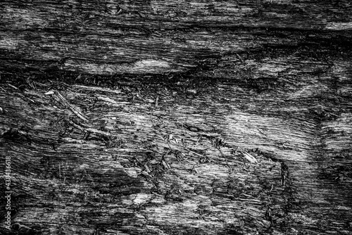 Obraz na płótnie Black and white dead trees w salonie
