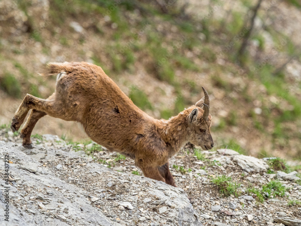 young alpin ibex in mountain young alpin ibex in mountain