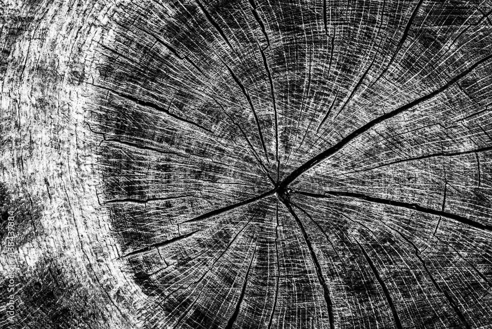 Black and white dead trees