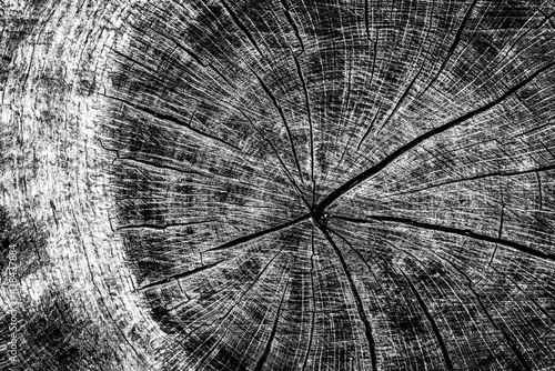 Obraz na płótnie Black and white dead trees w salonie