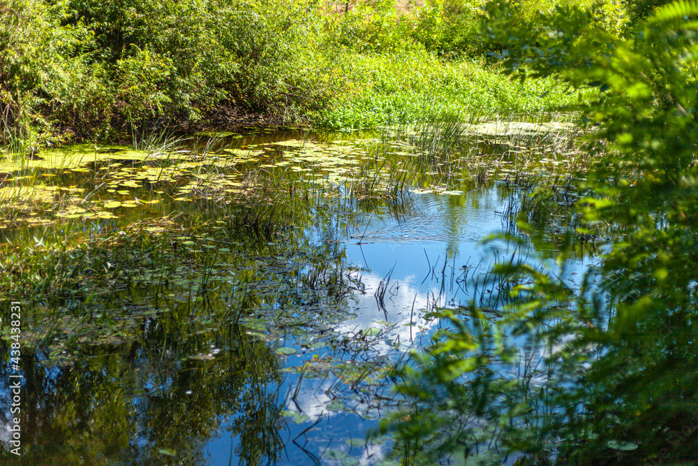 beautiful water flows in the thick of the forest