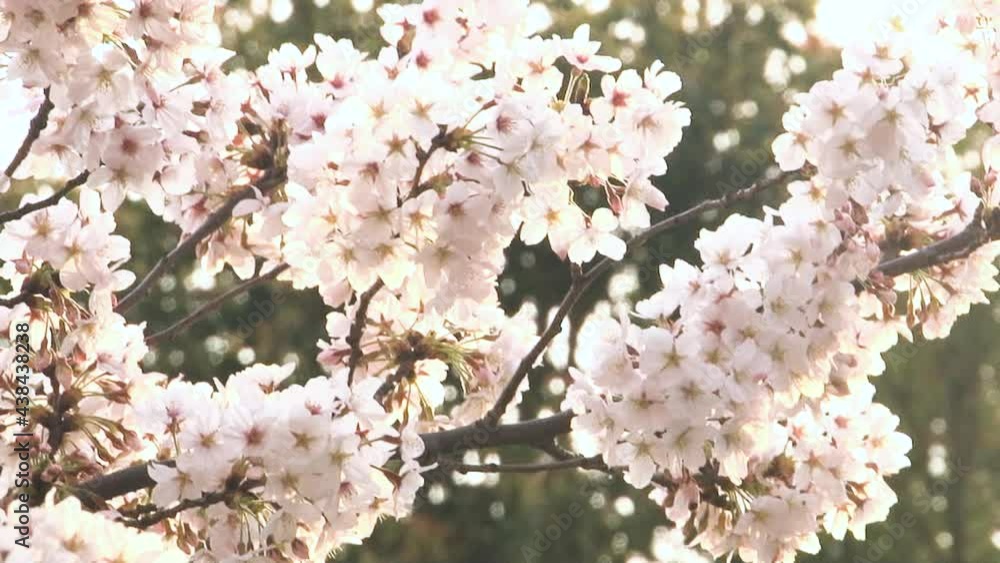 風に揺れる桜　アップ