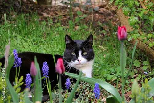 Photography beautiful black and white cat is lying in the flowerbed in the garden