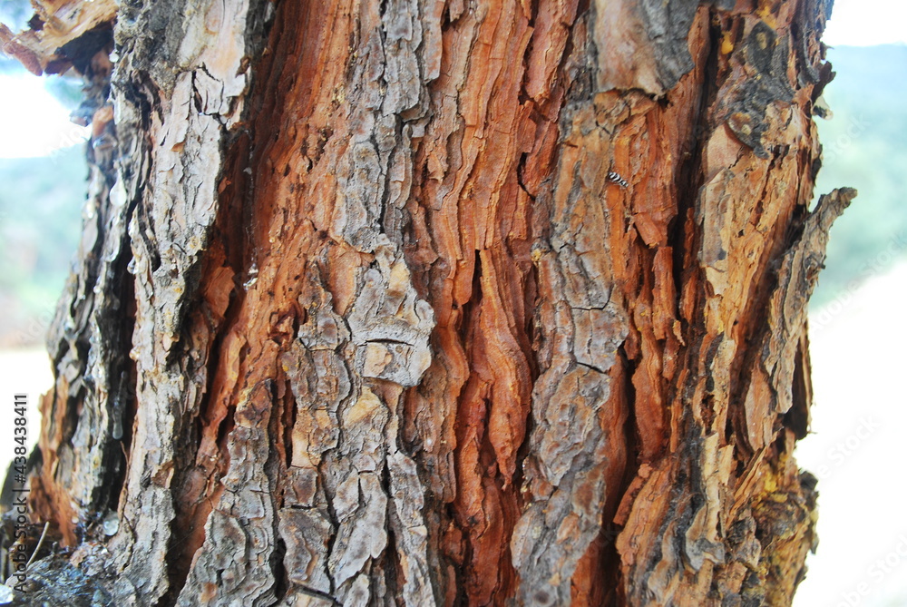Real and quality images from natural world Real and quality images from natural world
