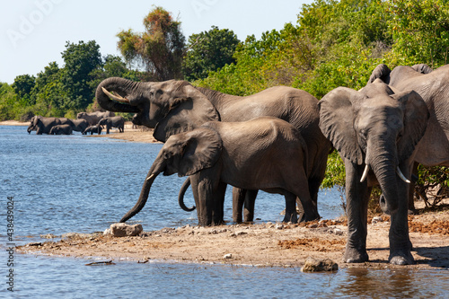 Sticker African Elephants - Chobe National Park - Botswana