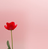 Beautiful fresh Red summer flower on pink background. Minimalist background vibes