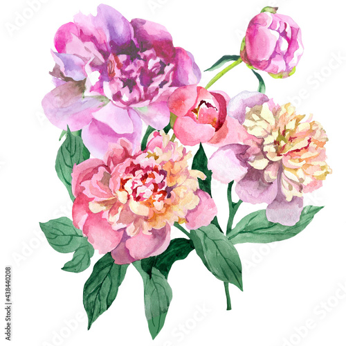 Pink peonies flowers bouquet watercolor isolated on white background botanical illustration for all prints.