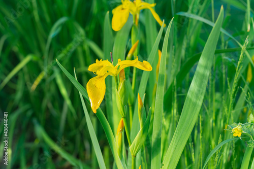 Bright yellow flowers irises in green foliage