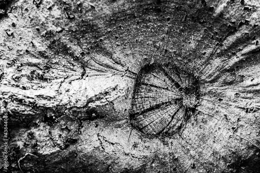 Black and white dead trees