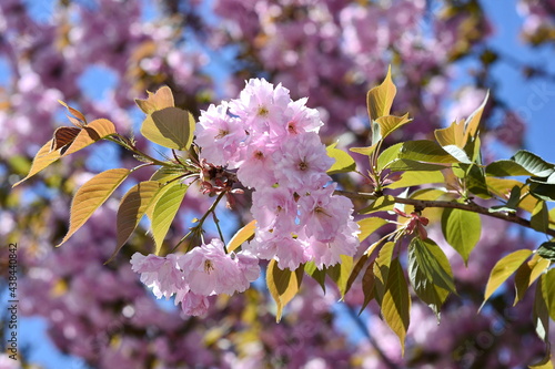 Beautiful sakura flower (cherry blossom) in spring. blossoming branch with pink sakura flowers.