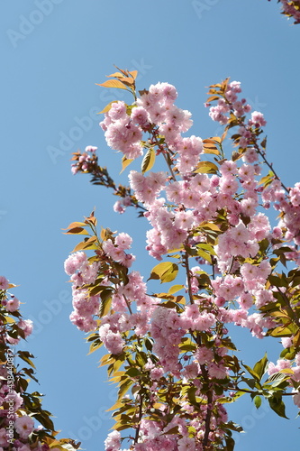 Beautiful sakura flower (cherry blossom) in spring. blossoming branch with pink sakura flowers on blue sky.