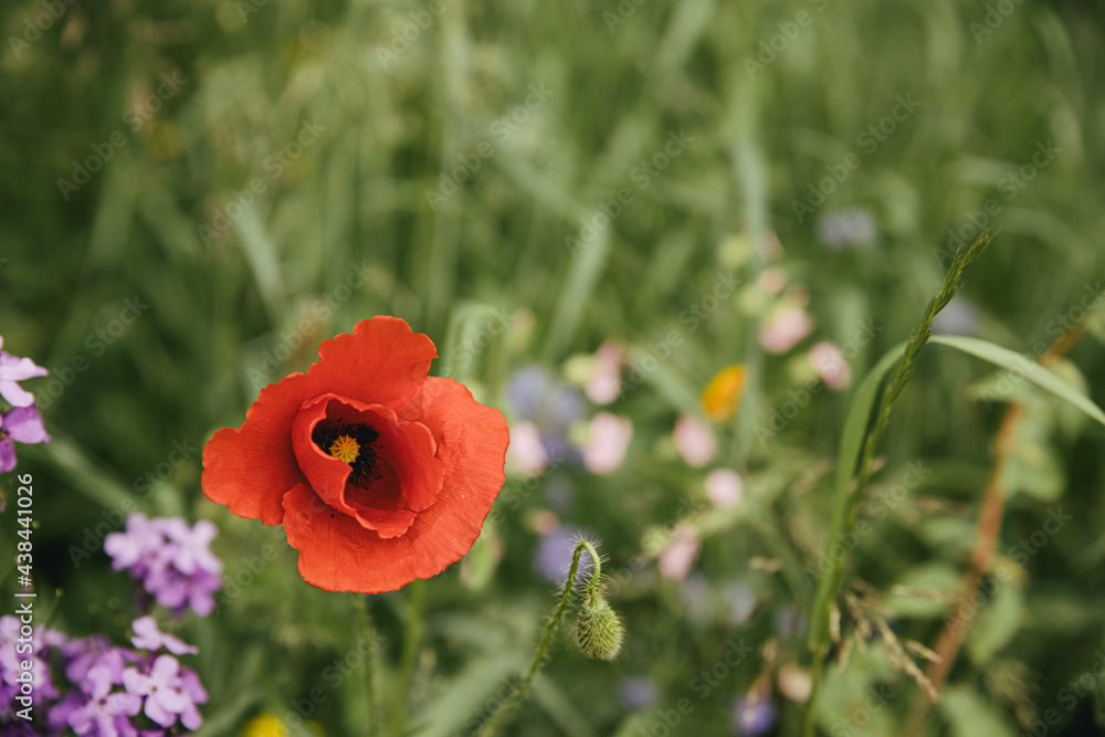 red poppy flower