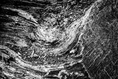 Obraz na płótnie Black and white dead trees w salonie