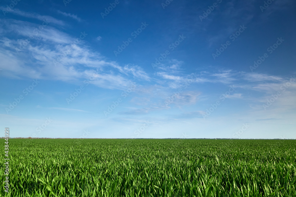 Obraz premium agricultural field with young sprouts and a blue sky with clouds - a beautiful spring landscape