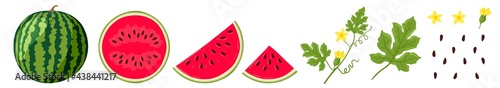 Watermelon vector illustration. Watermelon, whole, sliced, halves, slices, quarters, seeds, inflorescence and leaves of watermelon. Colored illustration isolated on white background