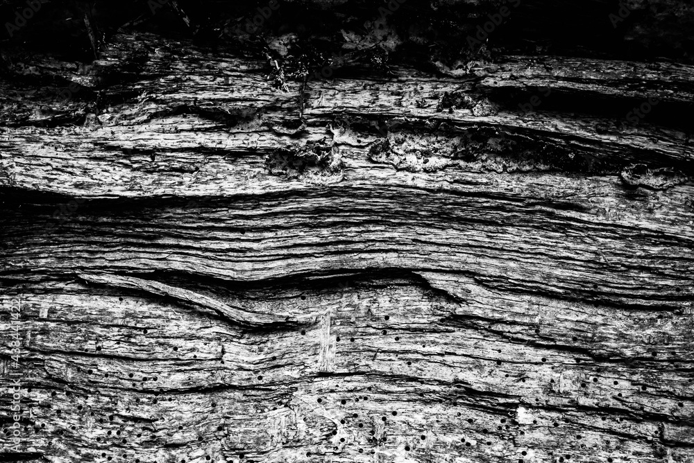 Black and white dead trees