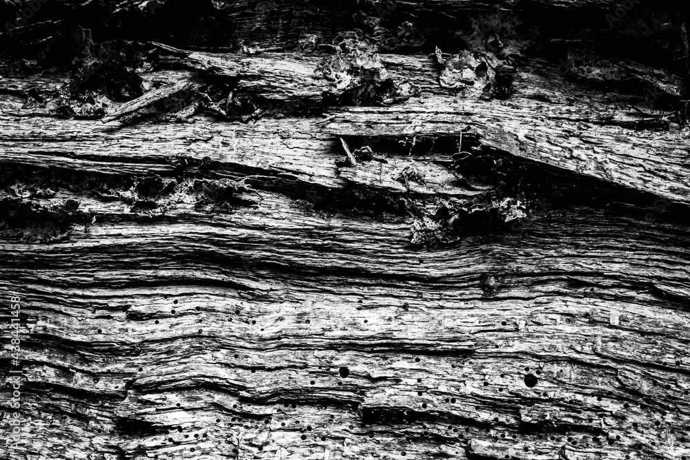 Black and white dead trees