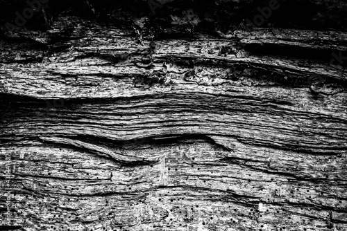 Obraz na płótnie Black and white dead trees w salonie