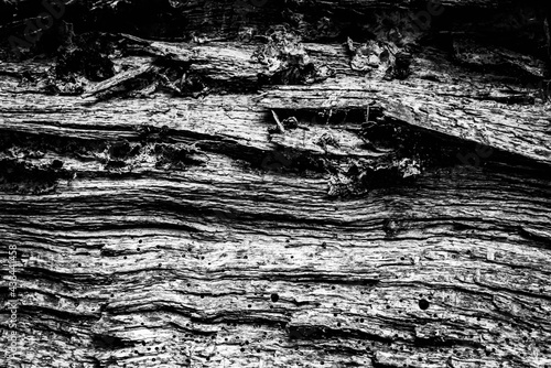 Black and white dead trees