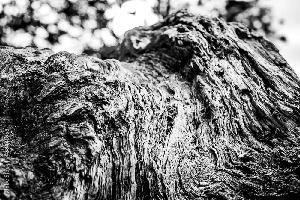 Black and white dead trees