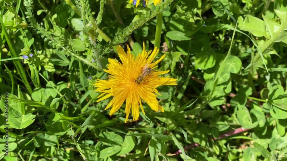 A honey bee covered with pollen collecting nectar pollen from a dandelion on a meadow, yellow flower A honey bee covered with pollen collecting nectar pollen from a dandelion on a meadow, yellow flower
