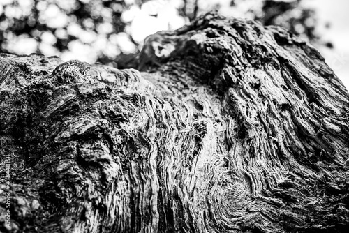 Obraz na płótnie Black and white dead trees w salonie