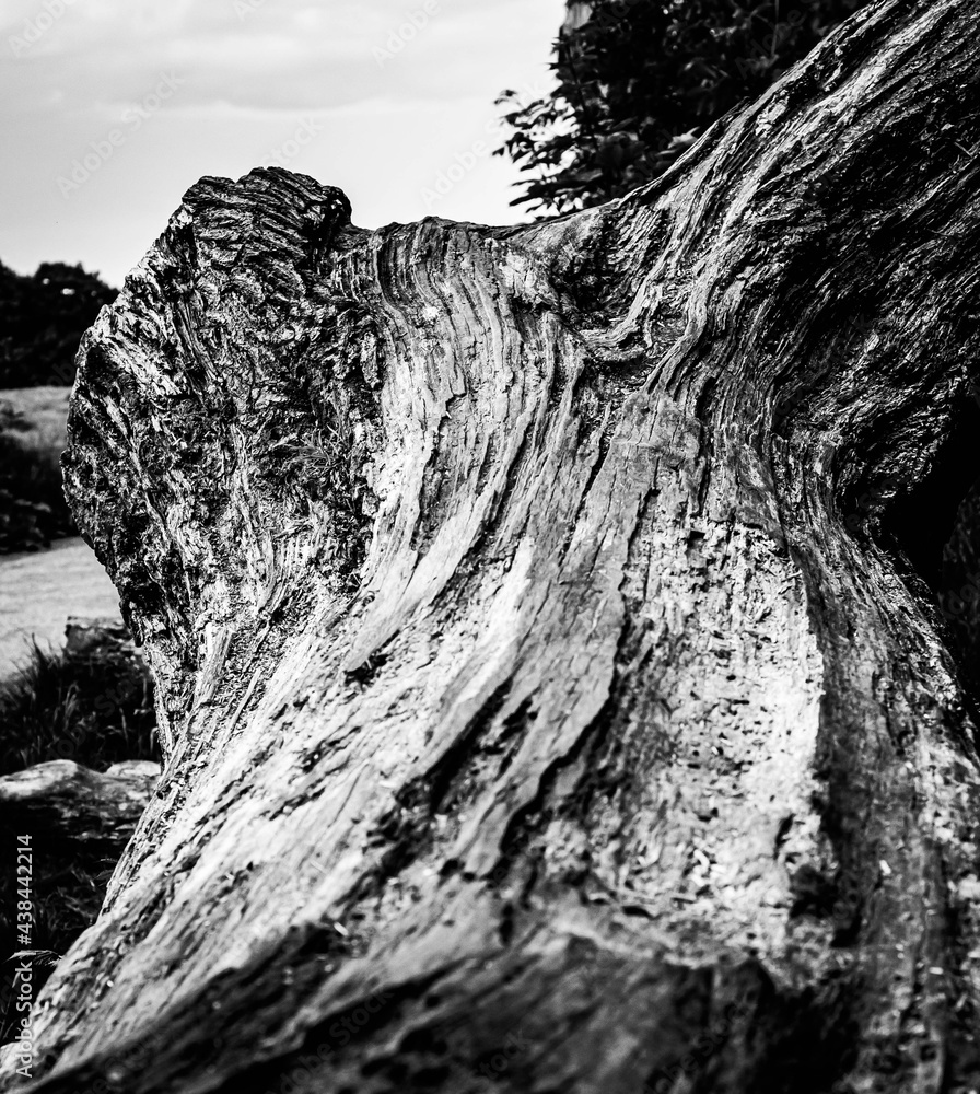Black and white dead trees
