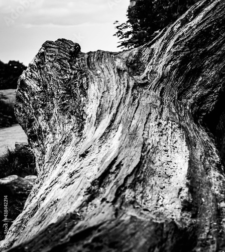Obraz na płótnie Black and white dead trees w salonie