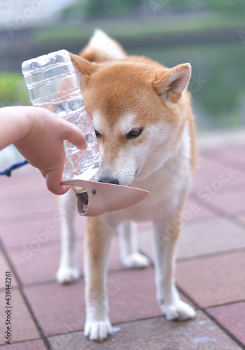 ペットボトルの給水器から水を飲む柴犬