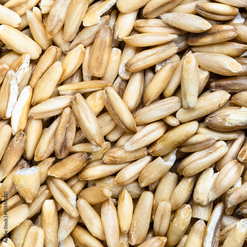 raw unpolished oat grains close up