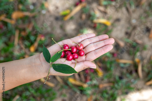 Muntingia calabura fruit is red, round, sweet. shaped like a cherry on the hand of a Thai woman fruit is very useful Children and birds love it. photo