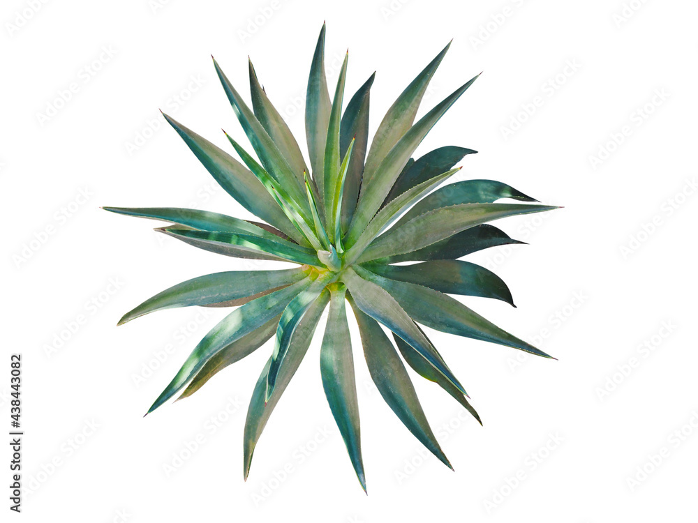 Agave plant isolated on white background. clipping path. Agave plant tropical drought tolerance has sharp thorns. Agave plant isolated on white background. clipping path. Agave plant tropical drought tolerance has sharp thorns.