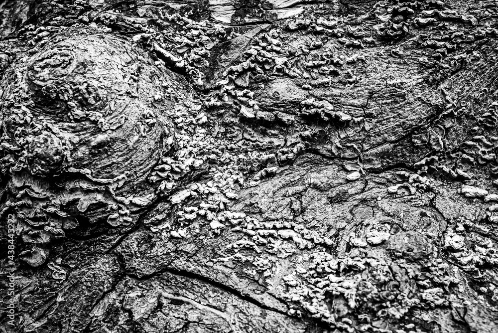 Black and white dead trees