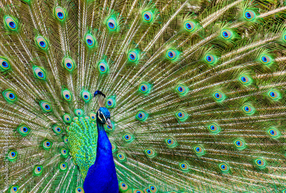 Naklejka premium Peacock with its tail open showing vivid colors in a symmetrical arrangement. Aranjuez.