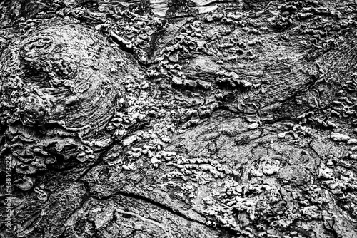 Obraz na płótnie Black and white dead trees w salonie